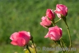 Queen Elizabeth Rose, Cl., The