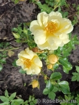 Sunny Rose Sunny Rose