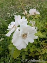 Morden Snowbeauty Morden Snowbeauty