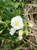 Lemon Rambler Lemon Rambler