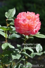 Augusta Luise Augusta Luise