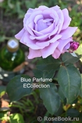 Blue Parfum Blue Parfum