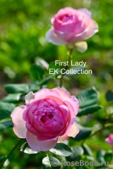 First Lady First Lady
