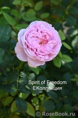 Spirit of Freedom Spirit of Freedom