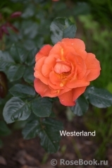 Westerland Westerland