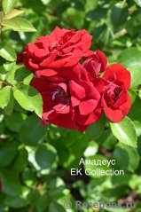 Amadeus Amadeus
