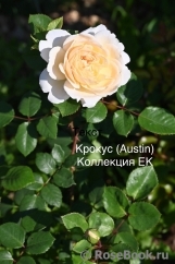 Crocus Rose® Crocus Rose®