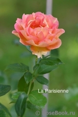 La Parisienne La Parisienne