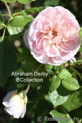 Abraham Darby Abraham Darby