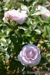 Aspirin Rose Aspirin Rose