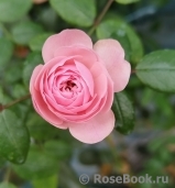 Starlet®-Rose Eva® Starlet®-Rose Eva®