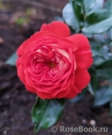 Starlet®-Rose Carmen® Starlet®-Rose Carmen®