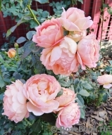 Lady of Shalott Lady of Shalott