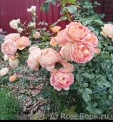 Lady of Shalott Lady of Shalott