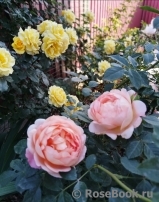 Lady of Shalott Lady of Shalott