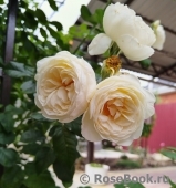 Uetersener Klosterrose Uetersener Klosterrose