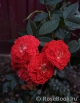 Starlet®-Rose Carmen® Starlet®-Rose Carmen®