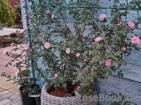 Starlet®-Rose Eva® Starlet®-Rose Eva®