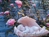 Starlet®-Rose Eva® Starlet®-Rose Eva®