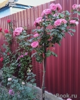Baronesse Baronesse