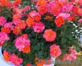 Disneyland Rose Disneyland Rose