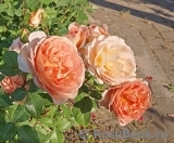 Abraham Darby Abraham Darby