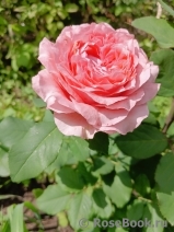 Corail gelee Corail gelee