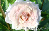 Kordes' Rosenfaszination ® Kordes' Rosenfaszination ®