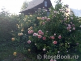 Abraham Darby Abraham Darby