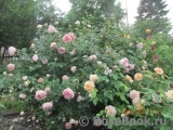 Abraham Darby Abraham Darby