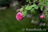 Comte de Chambord