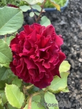 Velvet Fragrance 