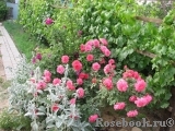 Rosarium Uetersen Rosarium Uetersen