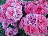Rosarium Uetersen Rosarium Uetersen