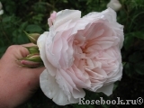 Generous Gardener, The Generous Gardener, The