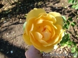 Buttercup Buttercup