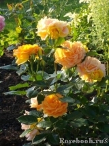 Goldelse Goldelse