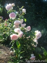 The Wedgwood Rose The Wedgwood Rose