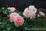 Twiggy’s Rose Twiggy’s Rose