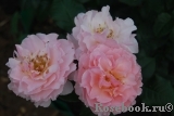 Twiggy’s Rose Twiggy’s Rose
