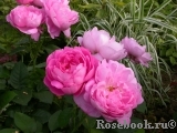 Mary Rose