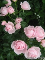 Hans Gonewein Rose Hans Gonewein Rose