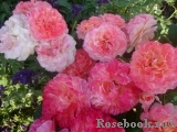 Augusta Luise Augusta Luise