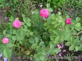 Rose de Rescht Rose de Rescht
