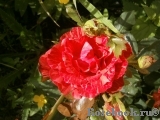Red Intuition Red Intuition