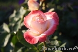 Belle Perle Belle Perle