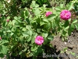 Rose de Rescht Rose de Rescht