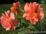 Westerland Westerland