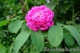 Rose de Rescht Rose de Rescht