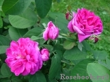 Rose de Rescht Rose de Rescht
